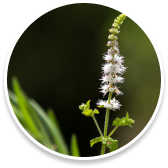 Black Cohosh- Max Boost Juice Ingredient